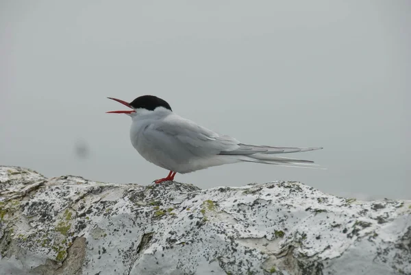 Die Küstenseeschwalbe - der Titelvogel der 18. Zugvogeltage